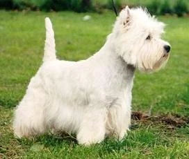 WEST HIGHLAND WHITE TERRIER